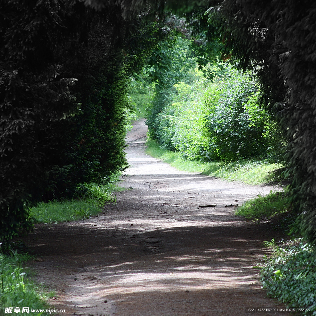 幽暗林间道路