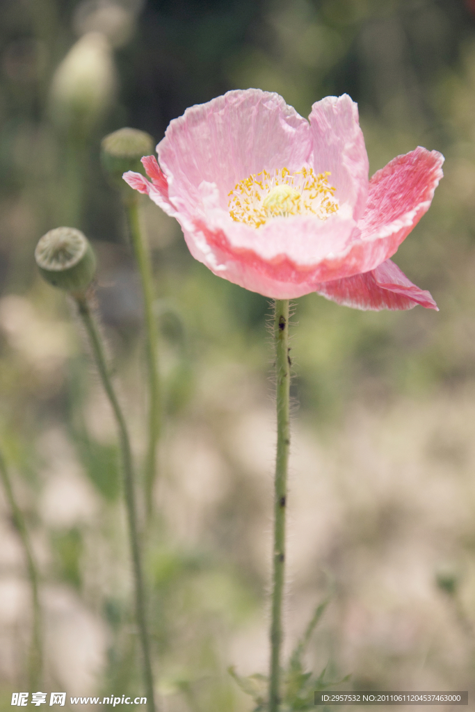 清雅花语