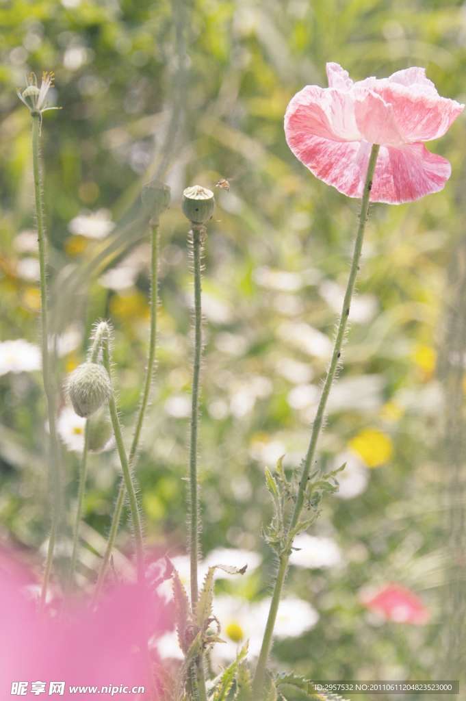 清雅花恋