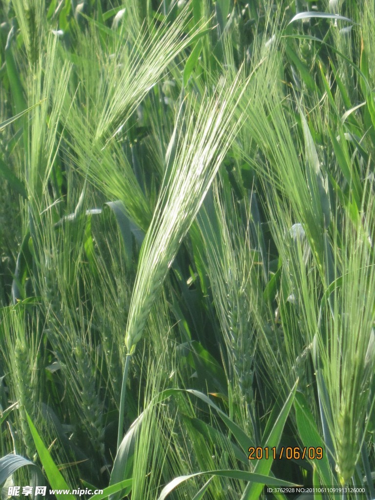 田间麦穗