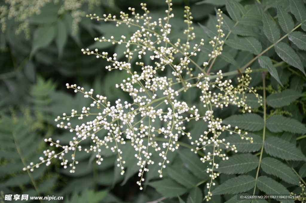 珍珠梅花蕾