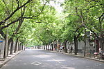 林荫大道