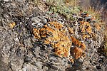 苔藓
