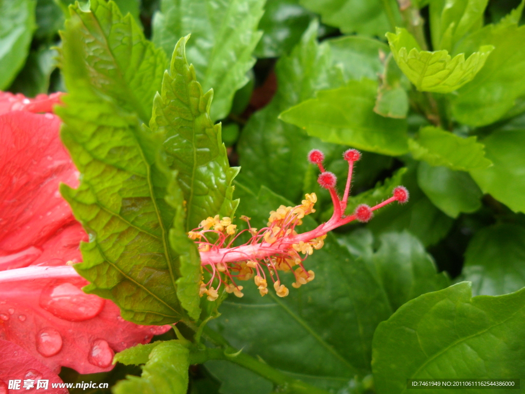 扶桑花