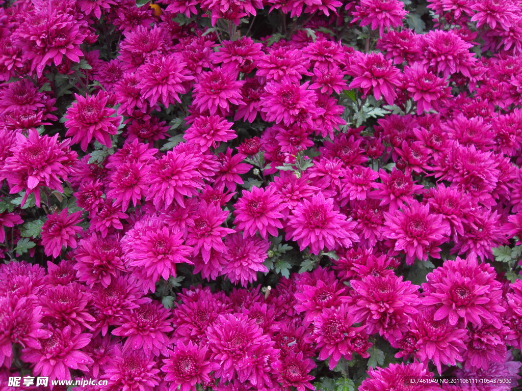 菊花