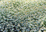 野菊花