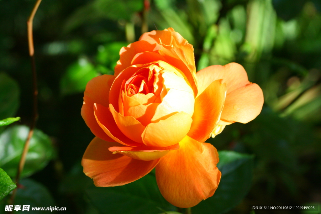橙色玫瑰花