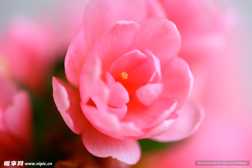 粉红色杜鹃花