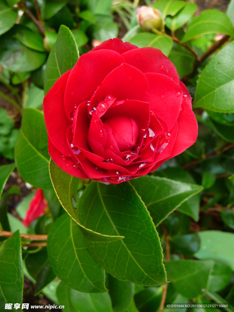 红色山茶花