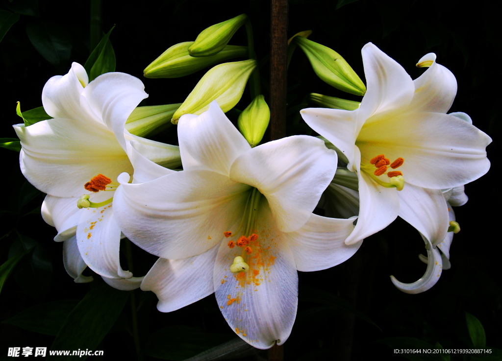 百合花