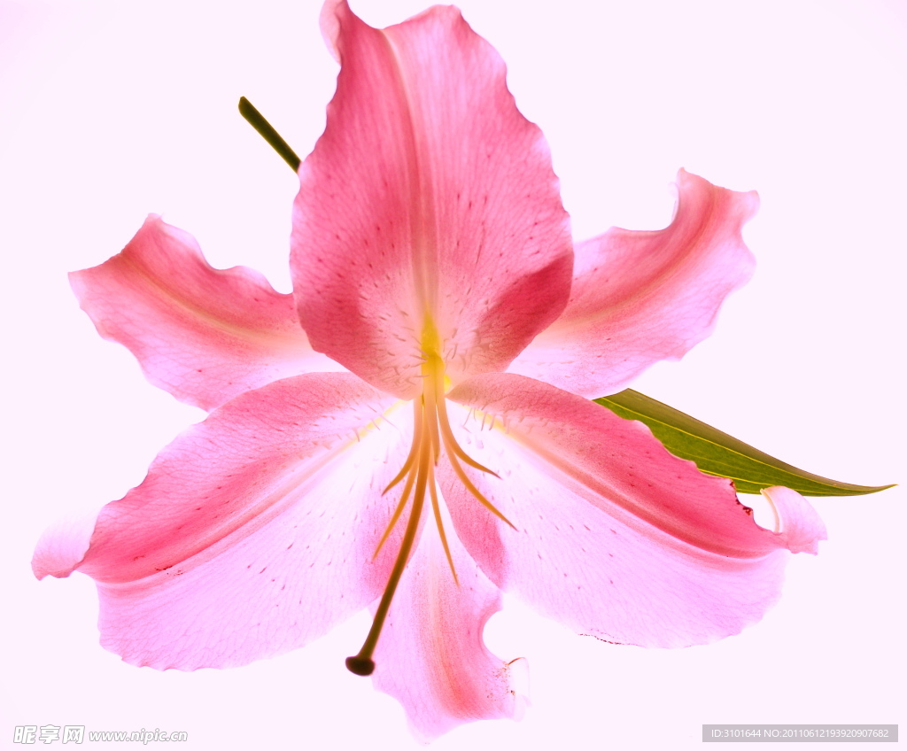 百合花