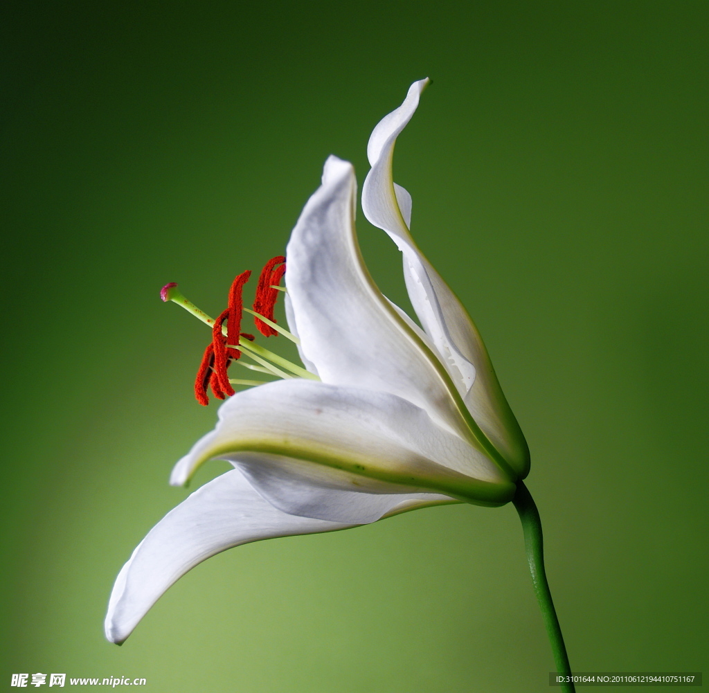 百合花