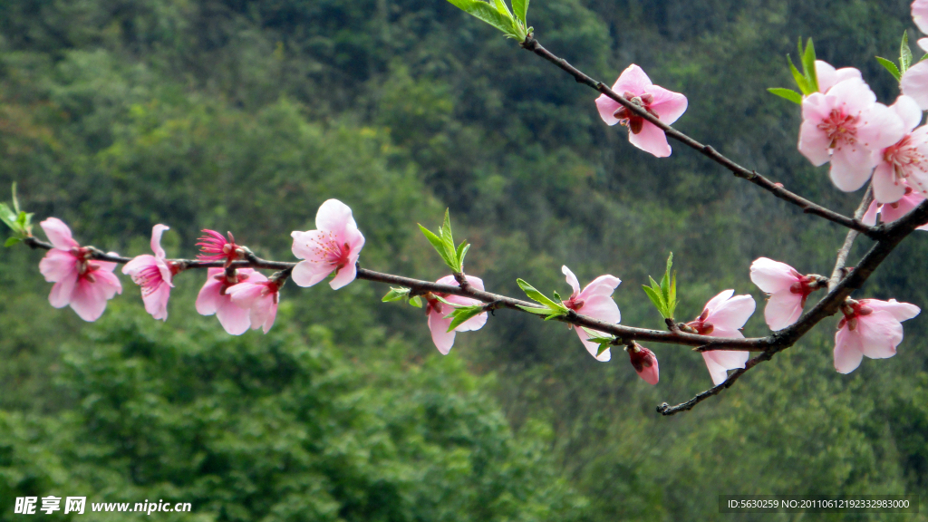 桃花