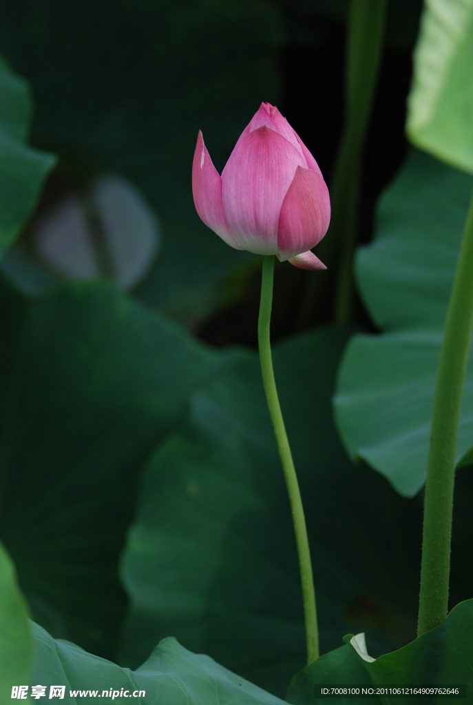 花苞