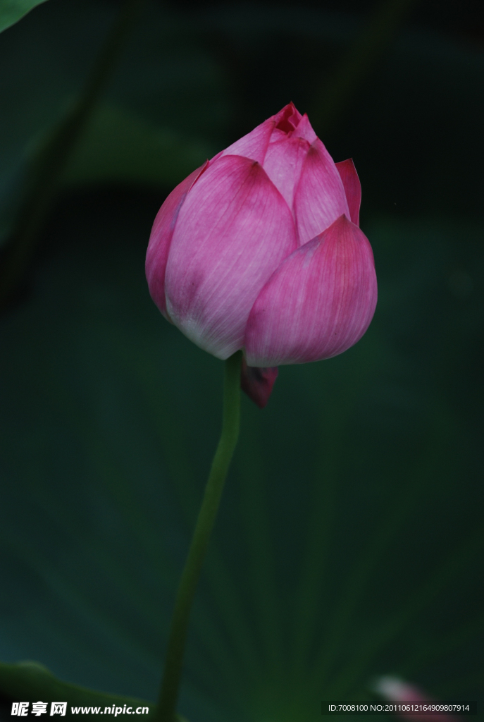 花苞