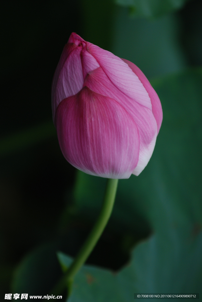 花苞