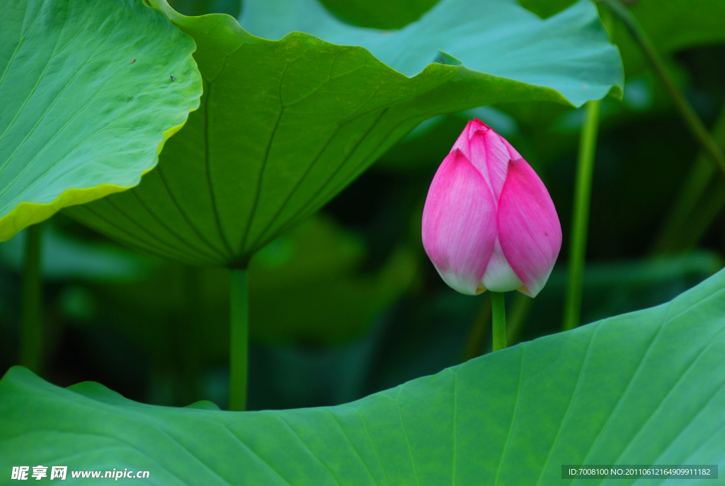 花苞