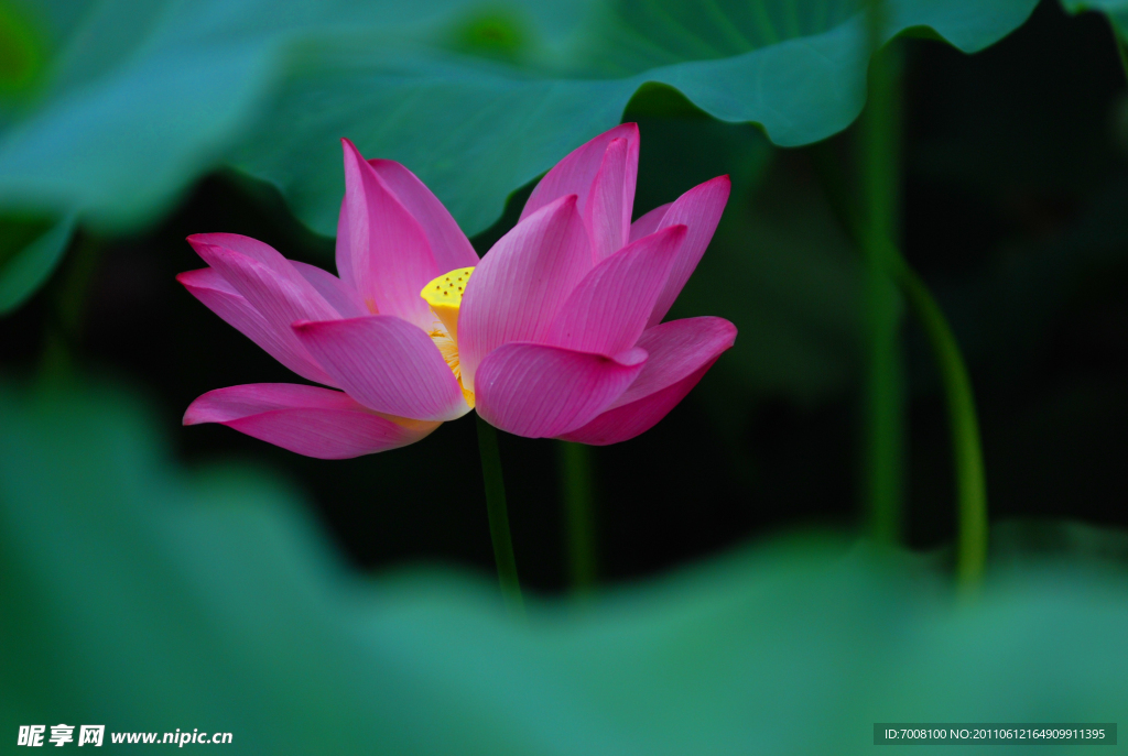 荷花