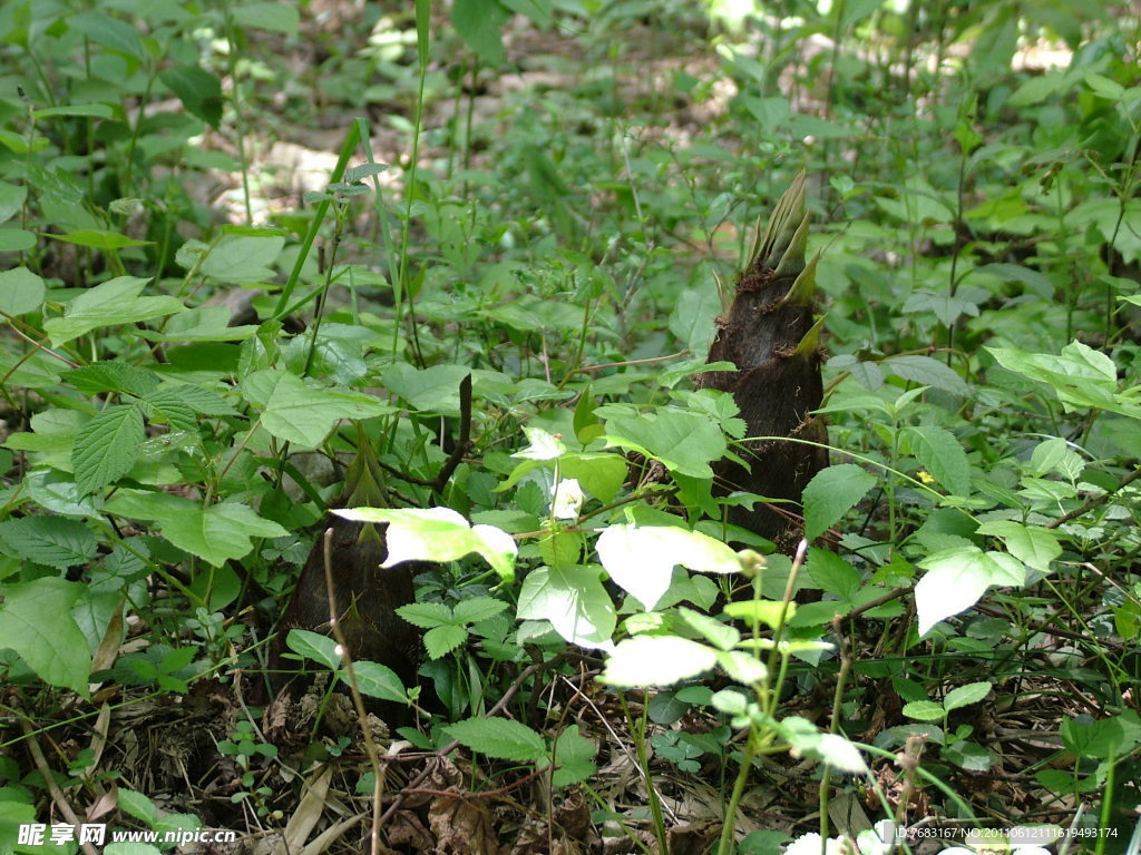 竹笋
