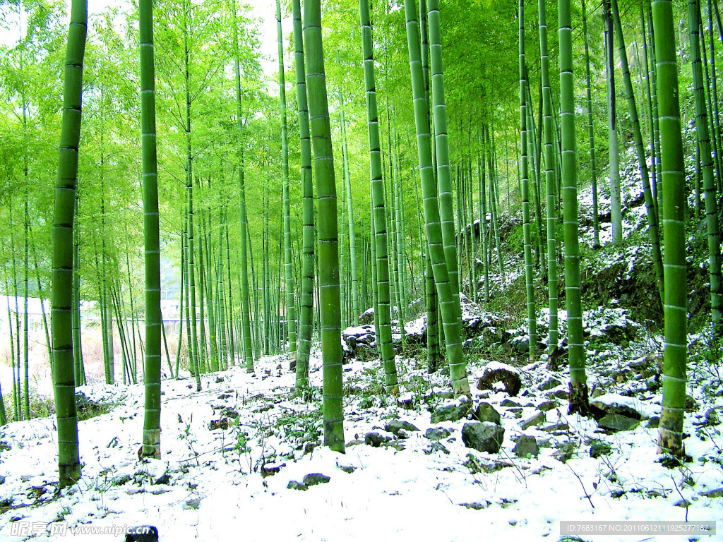 雪竹林