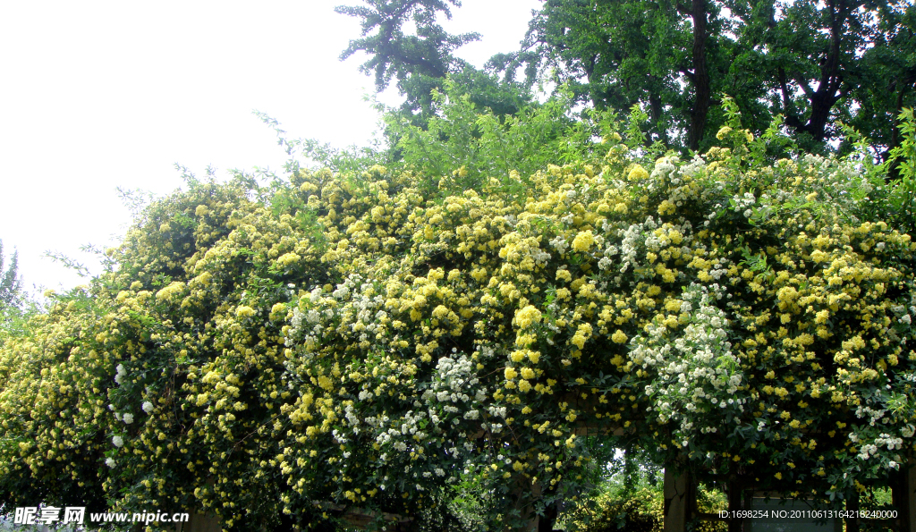 小黄花