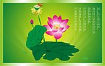 荷花