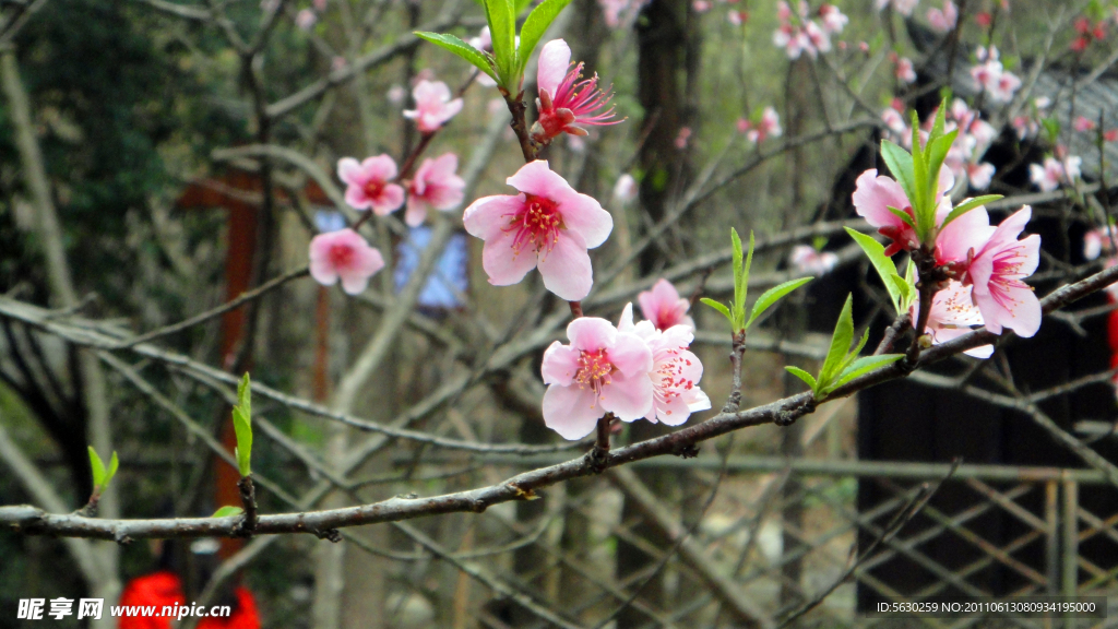 桃花