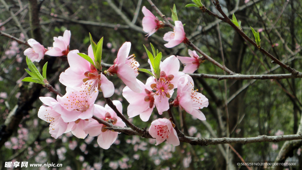 桃花