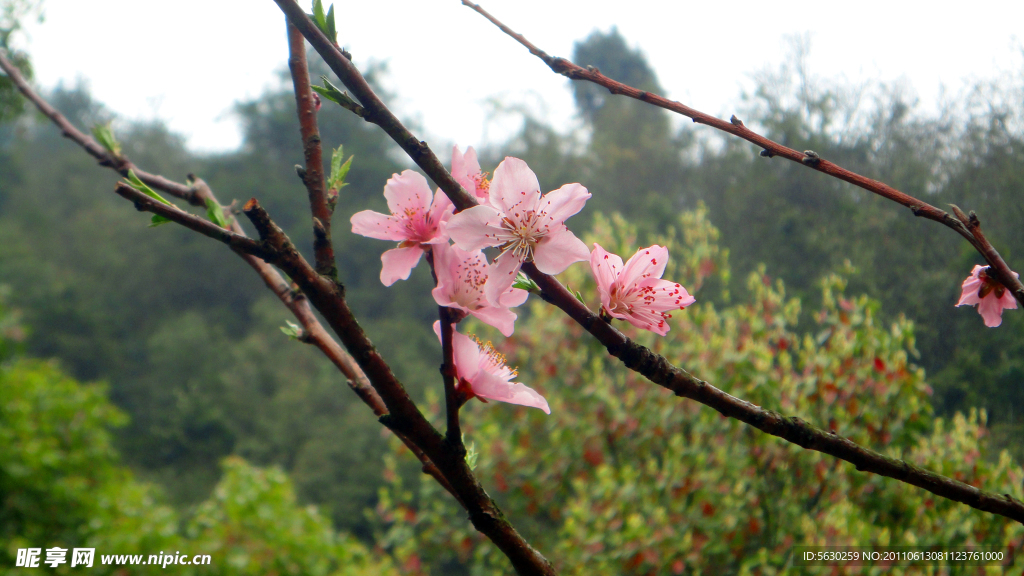 桃花