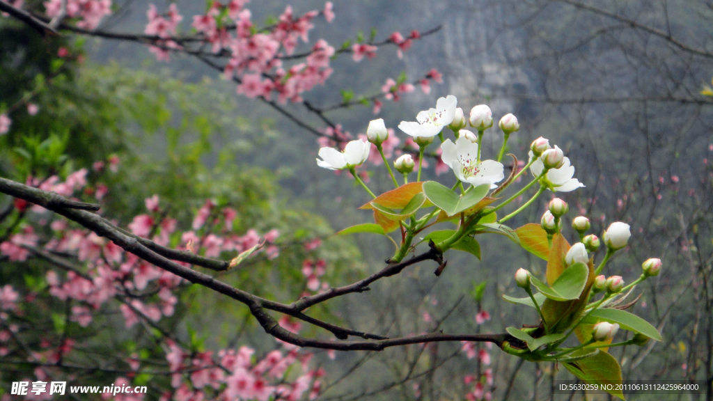桃花