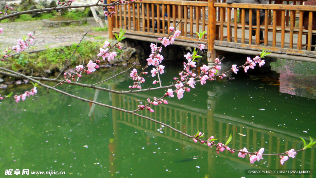 桃花