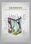 肌肤的组织结构