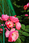 蔷薇花