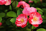 蔷薇花