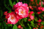 蔷薇花