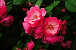 蔷薇花