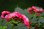 蔷薇花