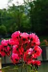 蔷薇花
