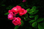 蔷薇花