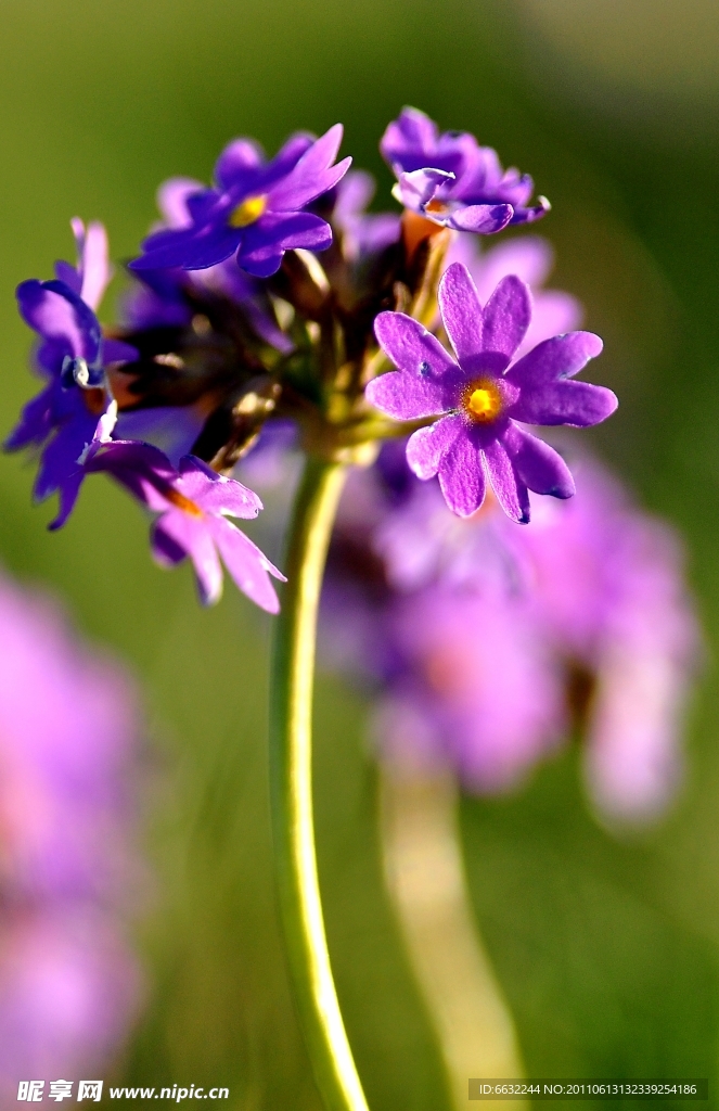 抱春花