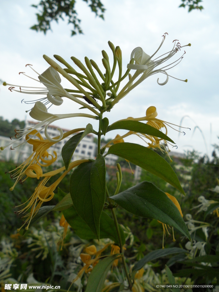 金银花