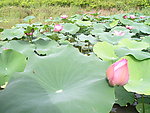 莲花