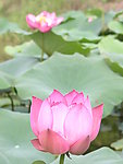 莲花