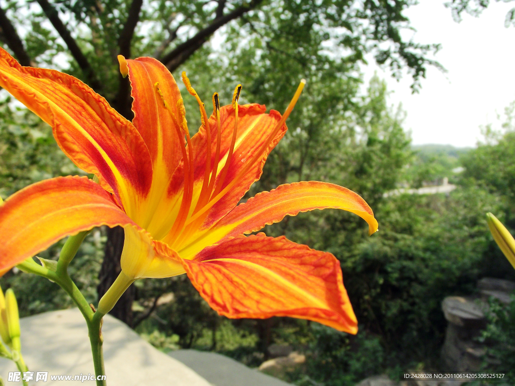 百合花