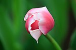 郁金香花