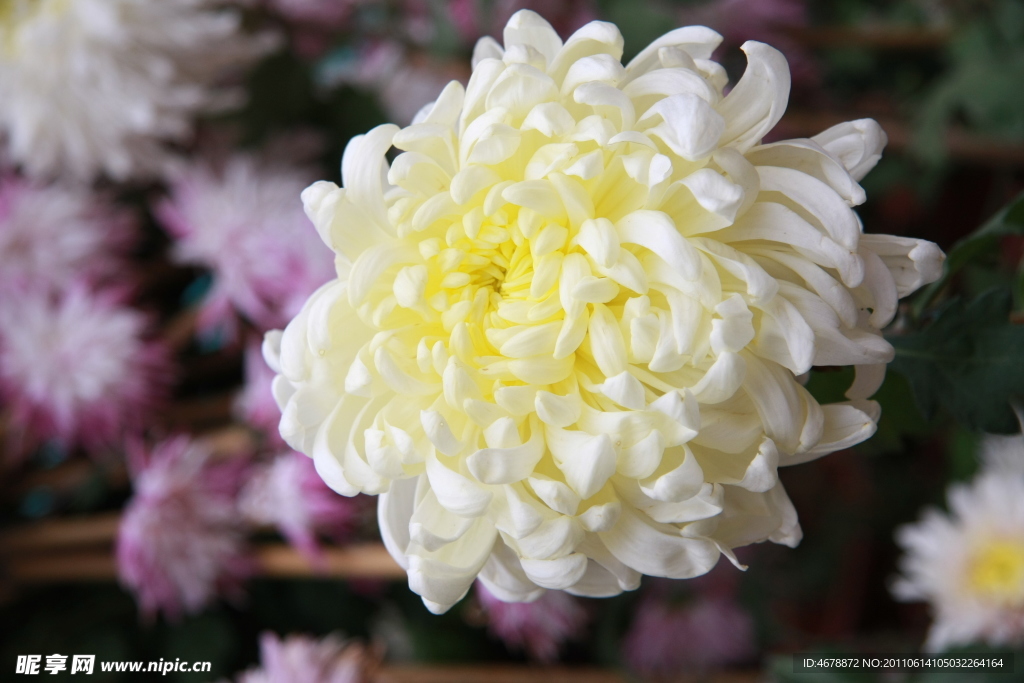 菊花
