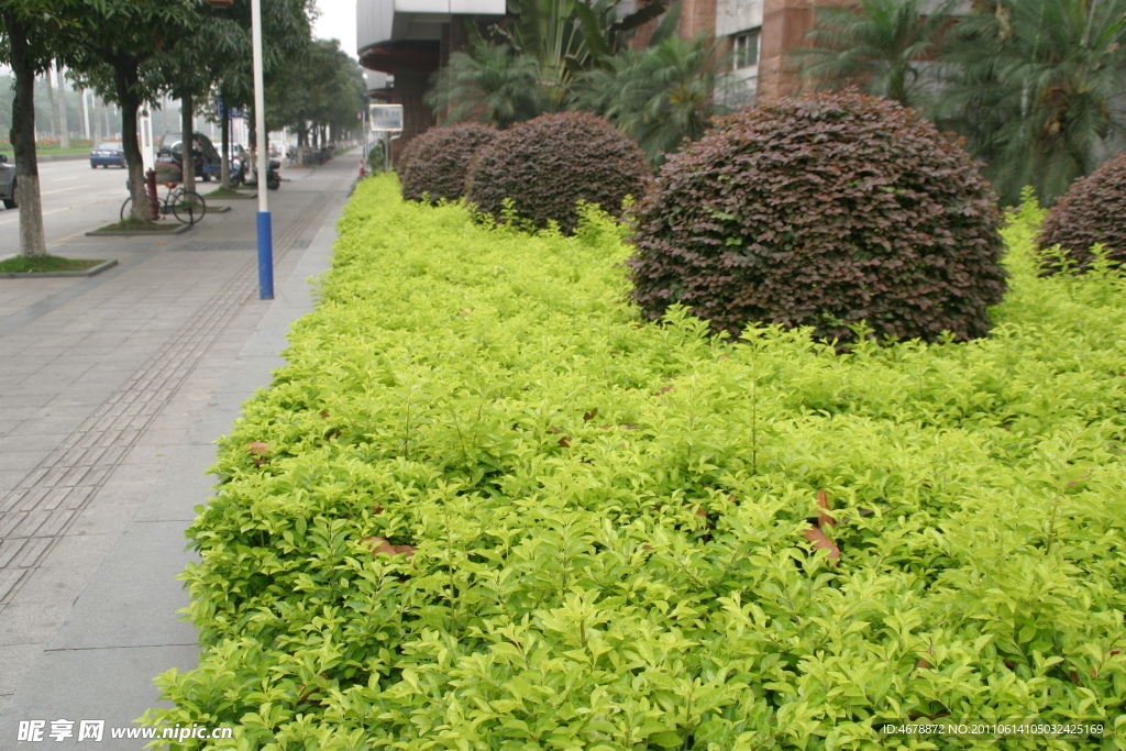 绿色草坪