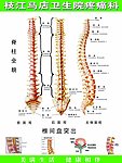 脊柱全貌图