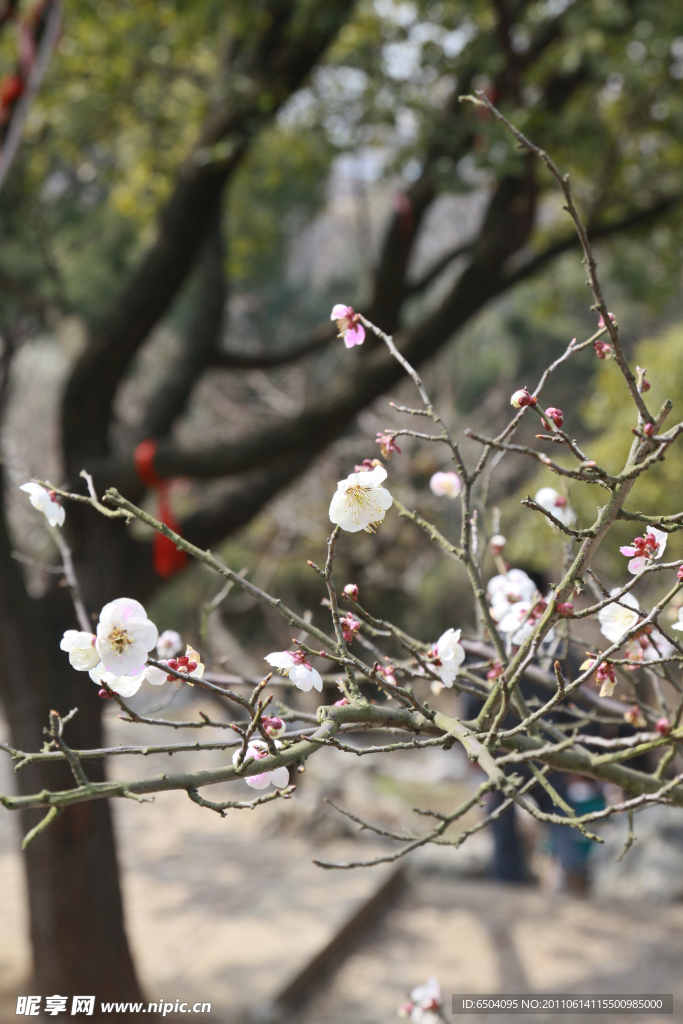 梅花