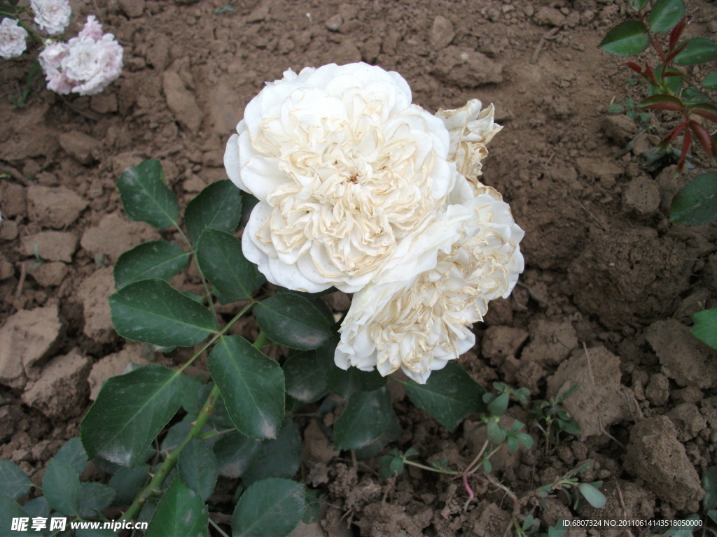 月季花